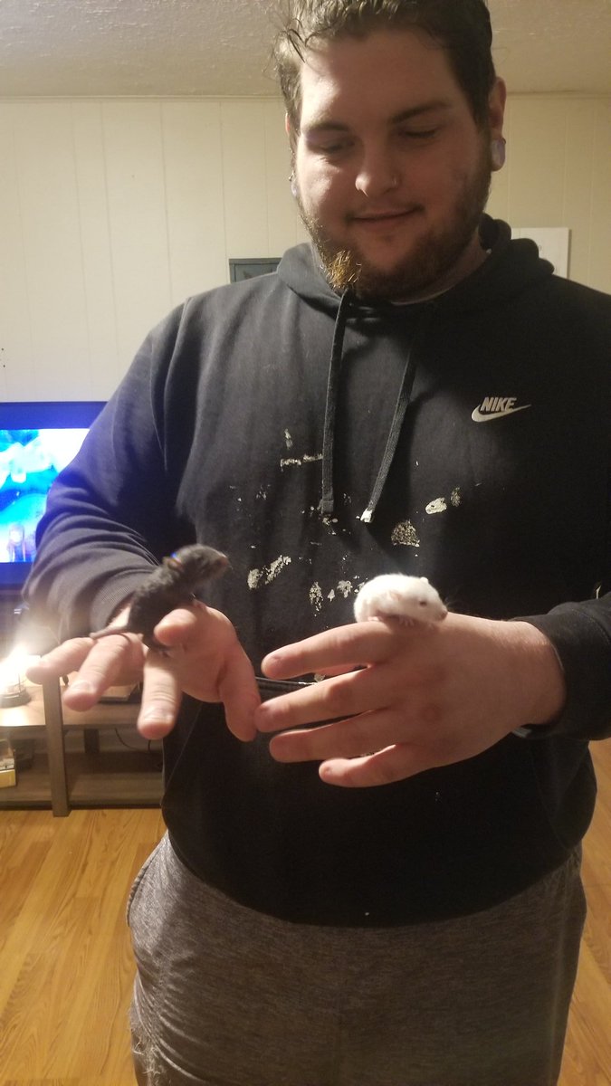 JodyRayJr's tweet image. Our babies are finally coming out of their nest 🐭🐁🐀

#Rats