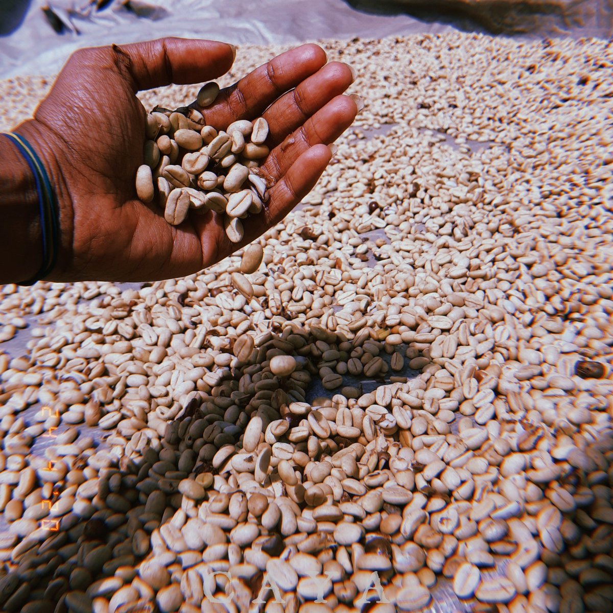 cayaquin's tweet photo. I am proud to be from the Land of Rugged Mountains, Limestone and Coffee.๐ป๐โฐโ๐ฟ๐
#simbuprovince #chuave #ssy #kundiawa https://t.co/NsA19kfaNm