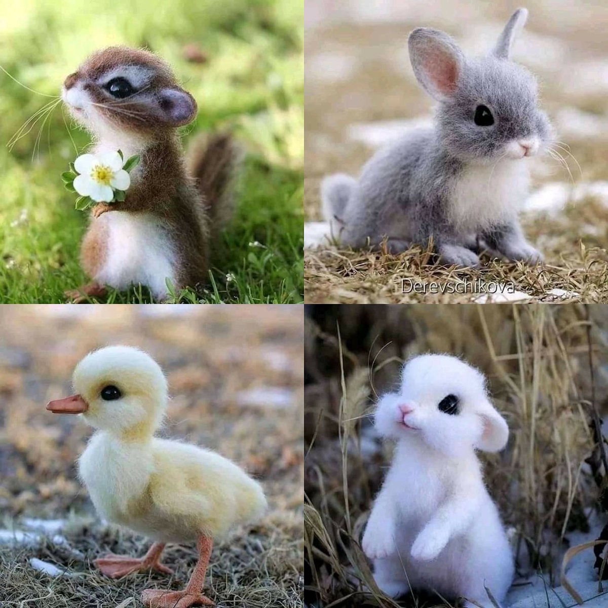 Chriswright2015's tweet photo. Heres some cuteness to make u smile @JoeyGraceffa @DanielNewman @ladygaga @shanedawson @TheEllenShow @Ryland_Adams @selenagomez @MisterPreda @JeffreeStar #cute #jeffreestarapproved #cuteanimals #joeygraceffa #danielpreda #ladygaga #shanedawson #rylandadams #SelenaGomez #Ellen https://t.co/zqtrGv0Ark