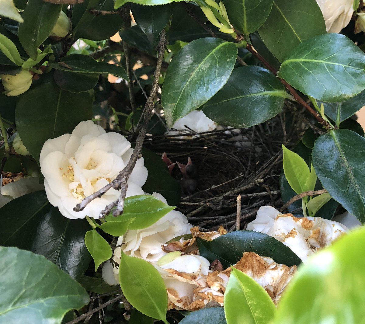 patrickweed's tweet image. 