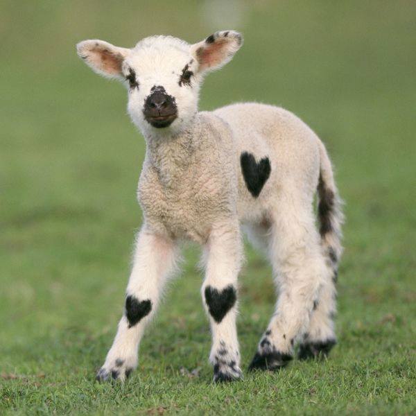 Not bad birth marks for this one! 🐑❤️

📸 Showtime-Supplies