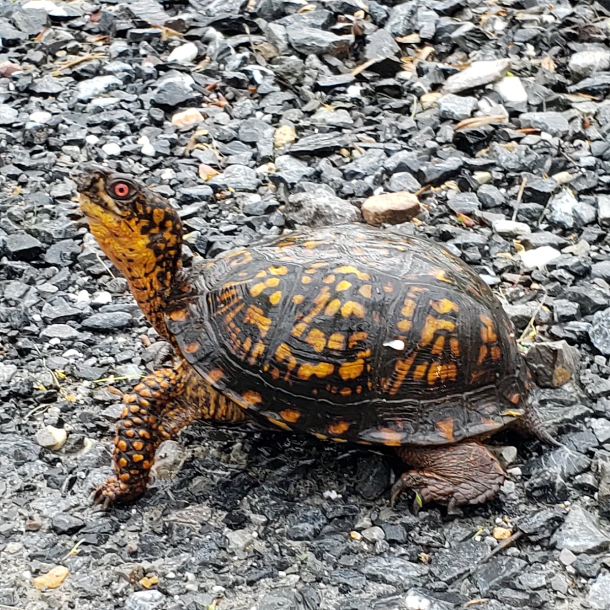 dwightkreiser's tweet photo. Beautiful male box #turtle on my driveway earlier today. #wildlife #wildlifephotography https://t.co/Nwb9iQIIbg
