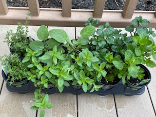 LizZimmers's tweet photo. TALES FROM LA CASA DE LOS DULCE SUENOS: Root and Bloom https://t.co/r5aQJEYSuw https://t.co/qx1OUJQ7QD