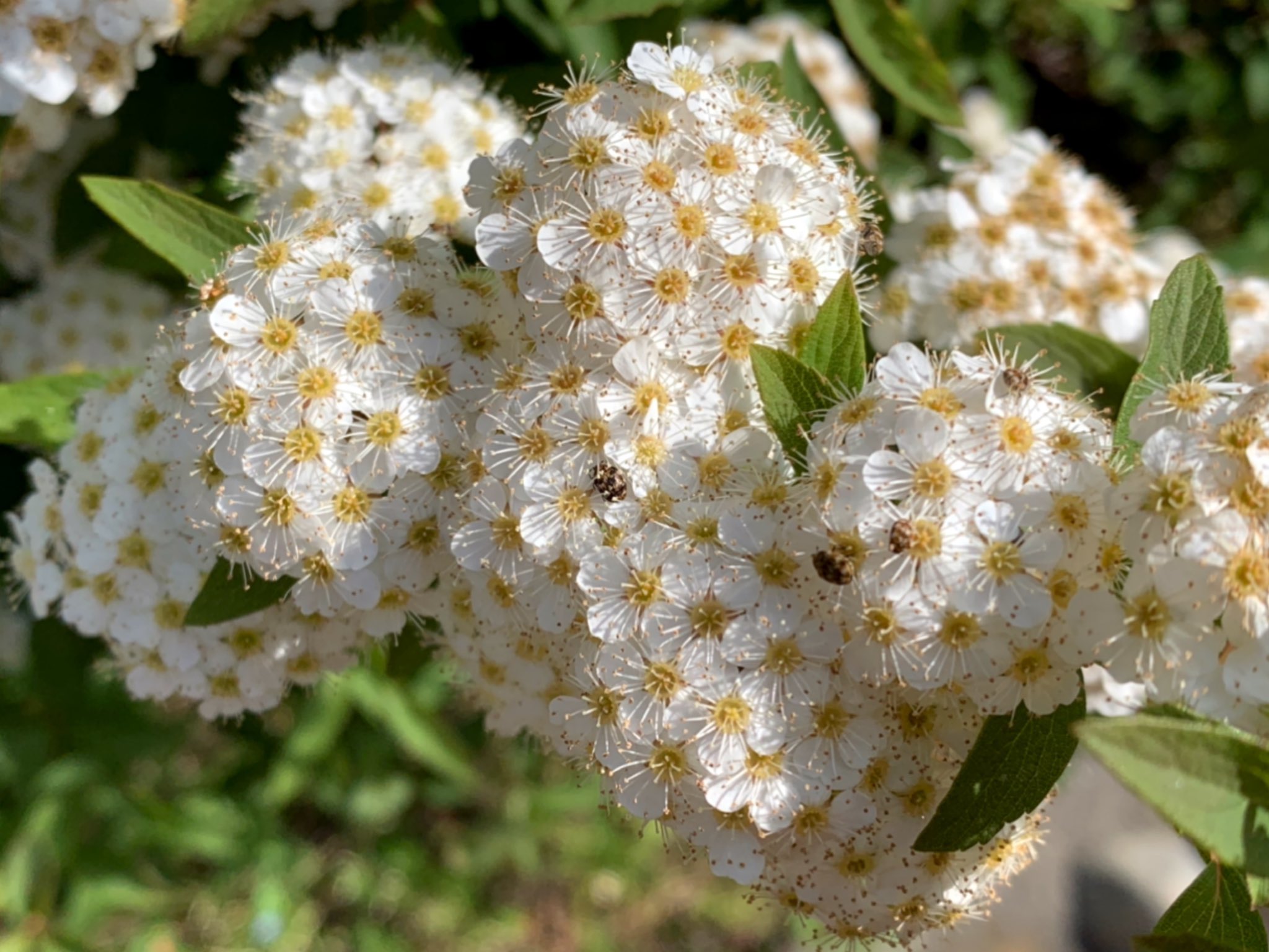 日本野虫の会 重版決定 コデマリの花にたくさんのヒメマルカツオブシムシ 成虫は白い花に集まって花粉を食べる無害な虫 だが 5 6月に白い洗濯物などについて屋内に入って産卵し 幼虫は乾物や衣類 標本などを食害する事がある とりあえず白い花を見たら