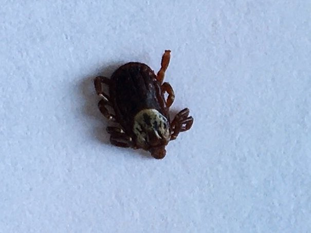 Girl hands me a marker. Tells me there’s a tick in it. I must have given her a perplexed look bc she says “Look, I had to improvise”. 

This is a proud #entomologistmom moment for me. We’ve all used some pretty strange things as a specimen holding device, right?