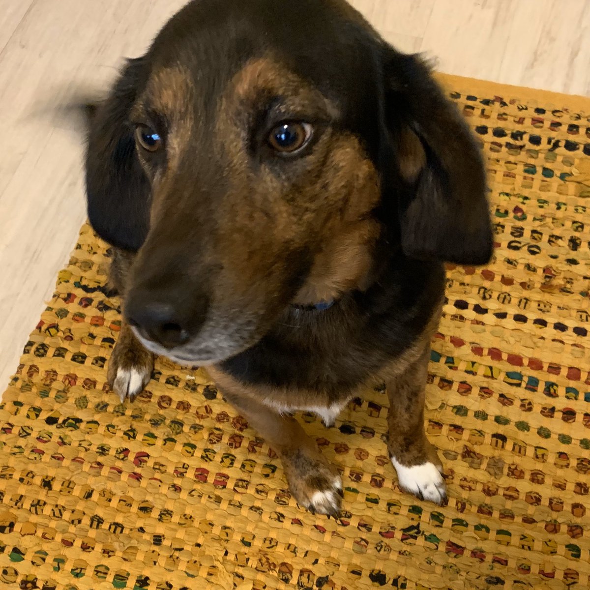 gone_coastal's tweet photo. With all the doggo cameos in classroom hangouts, Farley and Finnley think @WayneTwpSuper should paws and consider the bonefits of dogs in school when we reconvene. Just look at what good boys they are! #wechoosewayne #mightymightyrockets @RobeyRockets https://t.co/5hOwynDIaf