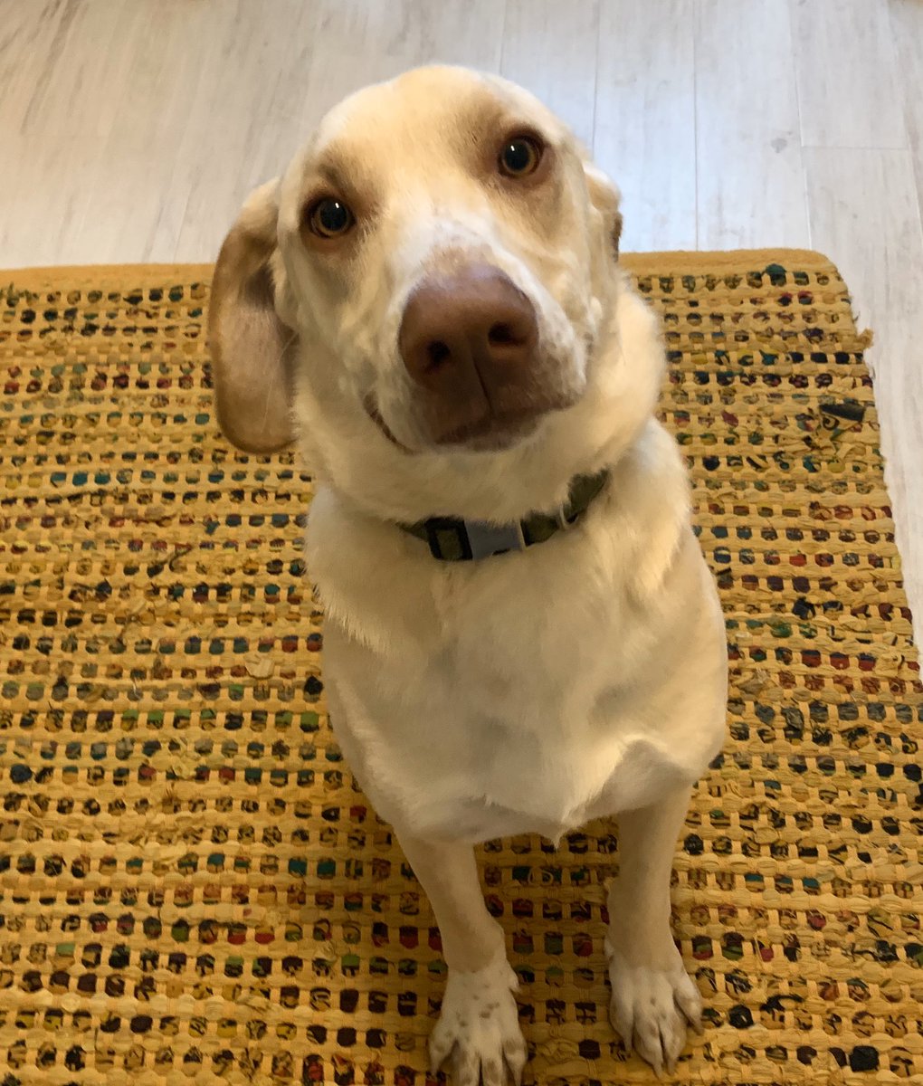 gone_coastal's tweet photo. With all the doggo cameos in classroom hangouts, Farley and Finnley think @WayneTwpSuper should paws and consider the bonefits of dogs in school when we reconvene. Just look at what good boys they are! #wechoosewayne #mightymightyrockets @RobeyRockets https://t.co/5hOwynDIaf