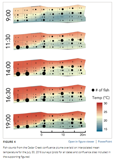 sjkelson's tweet image. New paper on how juvenile #salmonids thermoregulate in microhabitats in #tributary #confluences! Cold water tribs can provide plumes that #steelhead move into, but they don&apos;t necessarily pick the coldest water. @twangss @fishsteph #openaccess 
onlinelibrary.wiley.com/doi/full/10.10…