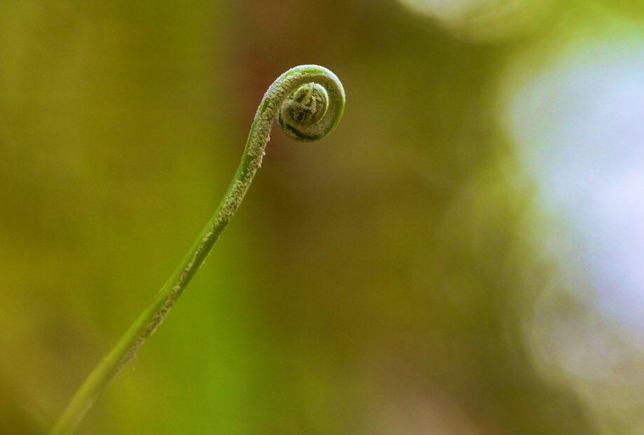 Humildad...que la vida da muchas vueltas.🌿💚🌿 #helechos #macrophotography #naturaleza #nature #naturelovers #NaturePhotography #photography #PintoFotografía #ThePhotoHour #mypictures #cuarentena #QuarantineLife #bokehlights #bokeh #mypictures #Nikon #PuertoRico 🌿💚🌿