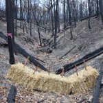 Image for the Tweet beginning: New #research using TERN assesses