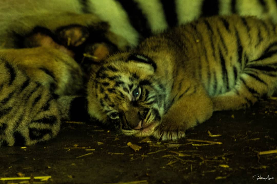 Seekor Harimau Malaya berjaya lahirkan tiga anak di Zoo Taiping and Night Safari, 12 April lalu - Majlis Perbandaran Taiping

#HarimauMalaya 

📸: Majlis Perbandaran Taiping