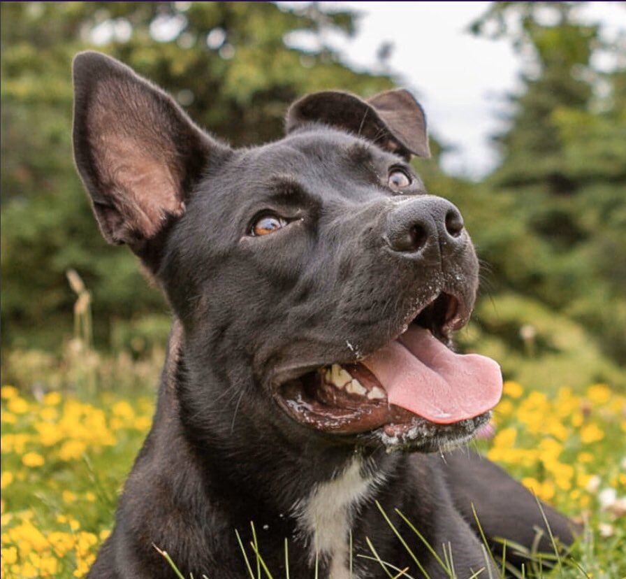 Help_sts's tweet image. Having a rough day? Meet my dog, Keva! 💗