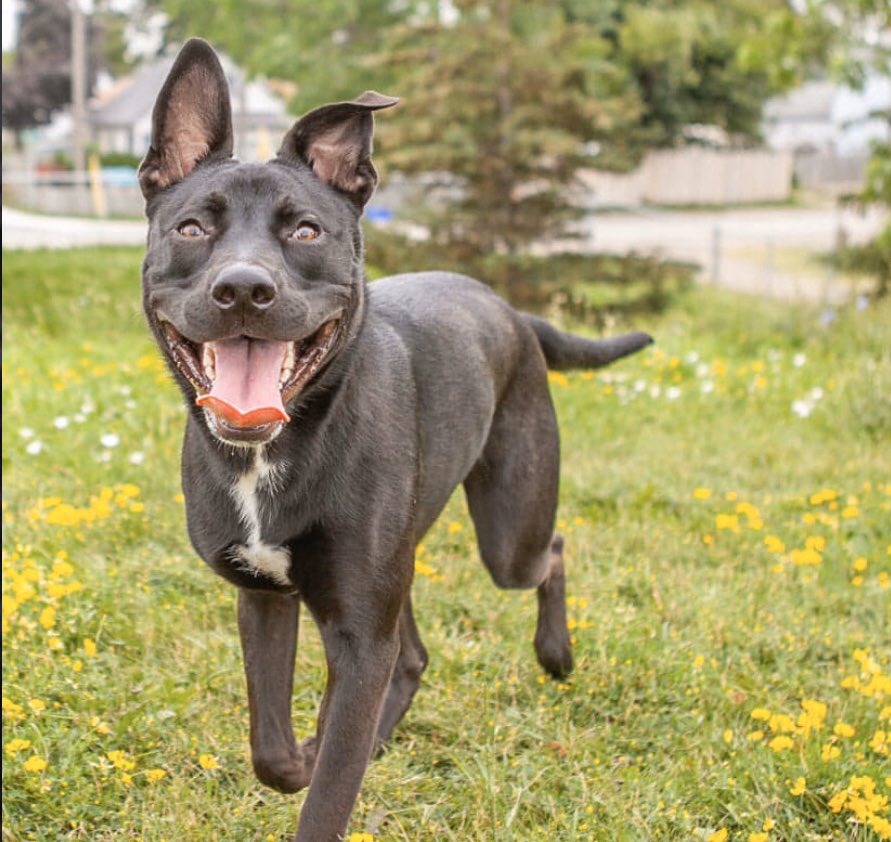 Help_sts's tweet image. Having a rough day? Meet my dog, Keva! 💗