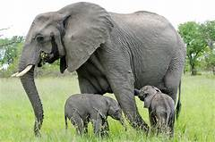 10peeps3's tweet photo. @cher #Kill4Fun Hunting is a secondary 
form of mental illness. 

Politics are deeply intertwined
in the hunt, 

our government is the perpetrator
each and everyone  watch your vote ! ! 
#StopTheHuntCunt #BanKill4Fun
#unknown #AnimalRights https://t.co/0buMb1GUgs