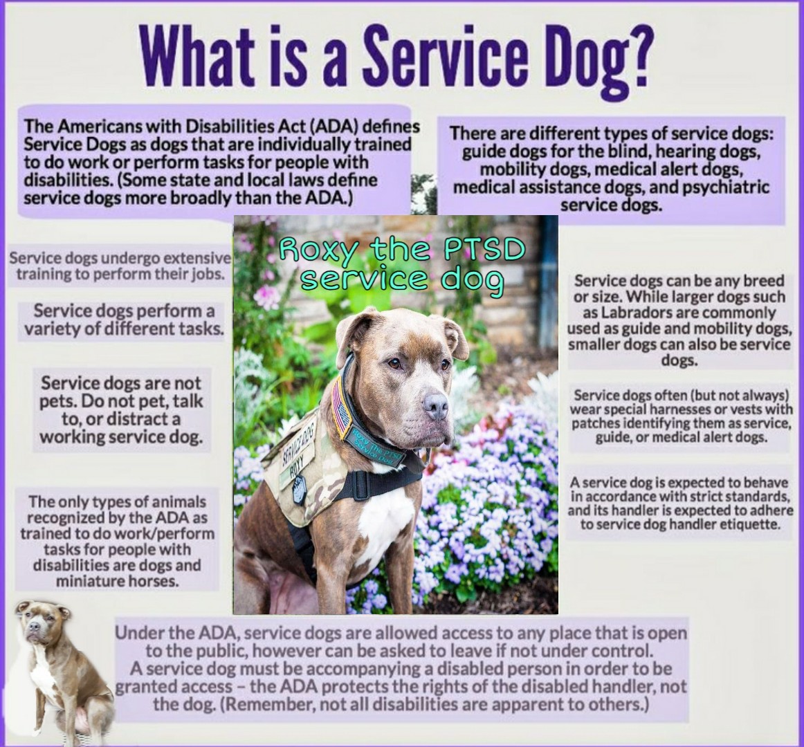RoxythePtsddog's tweet photo. What is a service dog? 🐕‍🦺
Here are some answer's, to some questions you might have! 🏅

#RoxyThePtsdServiceDog #HeroServiceDog #2018ServiceDogOftheYear
@AmericanHumane @HeroDogAwards https://t.co/4fzFQhmggE