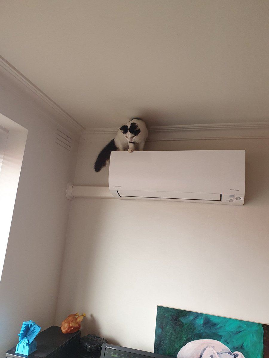 terriblemyrtle's tweet photo. Noooo

#cat #toohigh https://t.co/wUaANX1mze