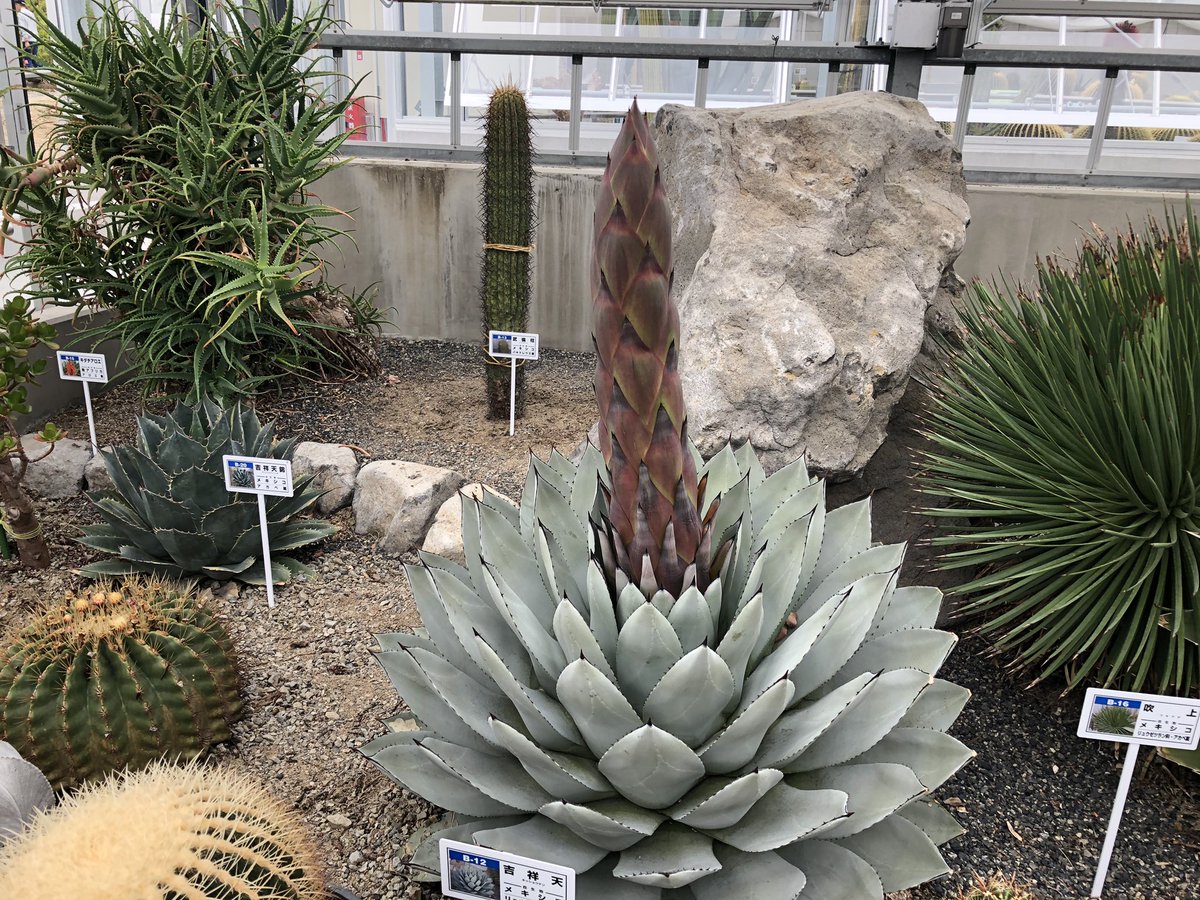 逢瀬公園 緑化センター 郡山市福島県 サボテン園 吉祥天 花芽がさらに大きくなりました 天幕に突き刺さるようだと途中で剪定しないと リュウゼツランの開花は 死に花 と呼ばれ一世紀に一度だけ咲き 咲き終わると死んでしまう どんな花が 逢瀬公園 緑化センター 郡山市福島県 サボテン園 吉祥天 花芽がさらに大きくなりました 天幕に突き刺さるようだと途中で剪定しないと リュウゼツランの開花は 死に花 と呼ばれ一世紀に一度だけ咲き 咲き終わると死んでしまう どんな花が