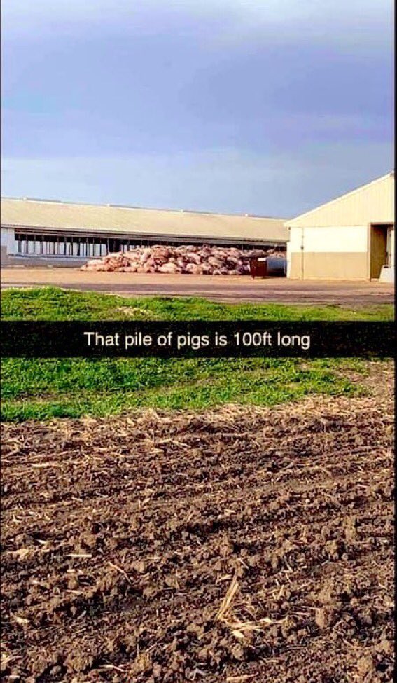 JLimestall's tweet photo. @benshapiro So. IL farmer here. Hear you talking about supply chain interruptions today.. this takes 6-8 months to replace and the cattle industry isn’t far behind and cattle takes 12-18 months to replace... it is going to get worse before it gets better if things don’t open soon https://t.co/IodwwdB5UK