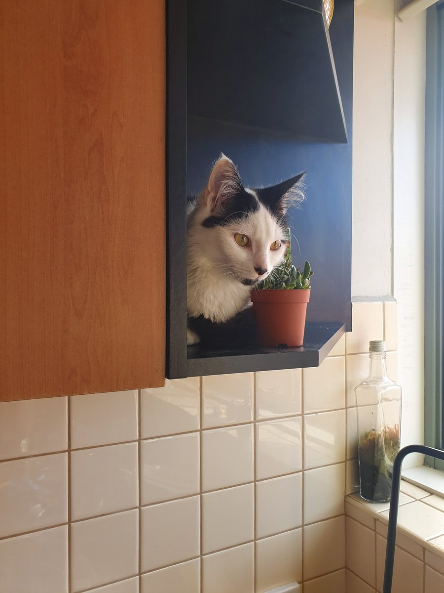 terriblemyrtle's tweet photo. On the shelf. 

#cat #bunnings #succulent https://t.co/dTiF8vrJtN
