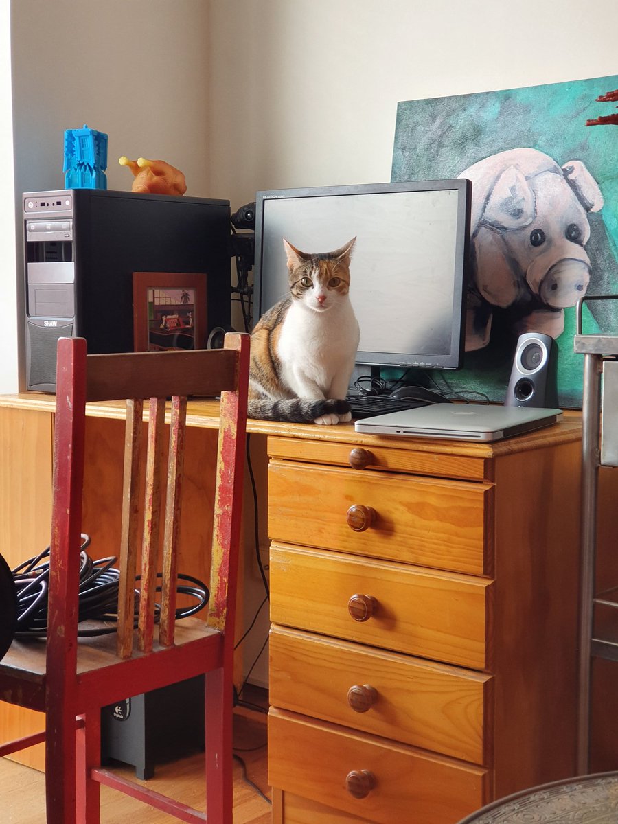 terriblemyrtle's tweet photo. Myrtle has a new house.

#cat #myrtle https://t.co/DoRX74q2LT