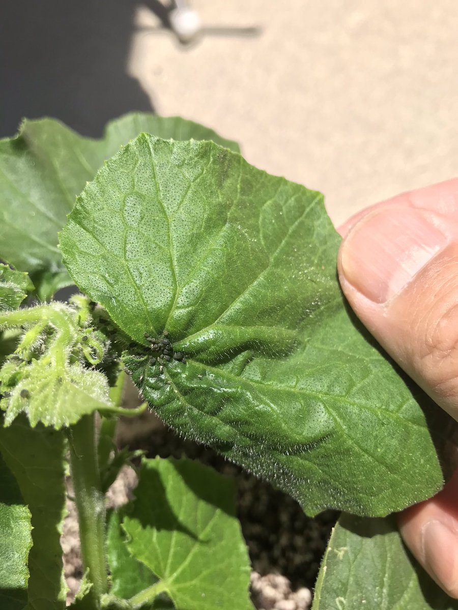 梶剛 農家さん教えて下さい ミニ胡瓜を育ててるのですが 黒い粒々が大量発生しました T T これはほっといても大丈夫ですか 虫ですか 対処法あれば教えて下さい T T