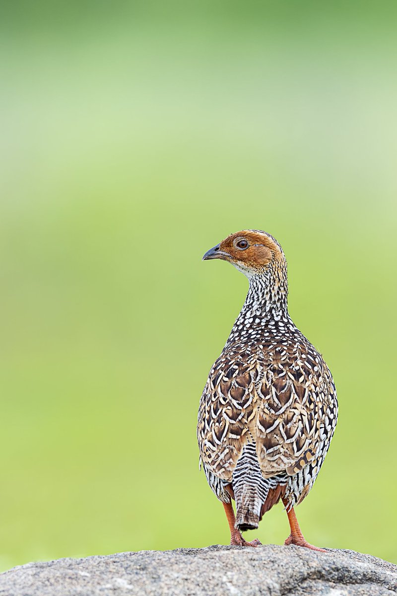 hydbirdingpals's tweet photo. Painted Francolin is resident bird of Osman Sagar and Himayat Sagar lakes.
Mostly seen in rainy season.
#SaveGO111
#letGO111stay
#SaveOsmanSagarLake
#SaveHyderabadLakes
#SaveHydGreenCover
@TelanganaCMO
@hydbirdingpals
@TelanganaToday
@TV9Telangana
@KTRTRS
@moefcc https://t.co/JGbcZCVt0V