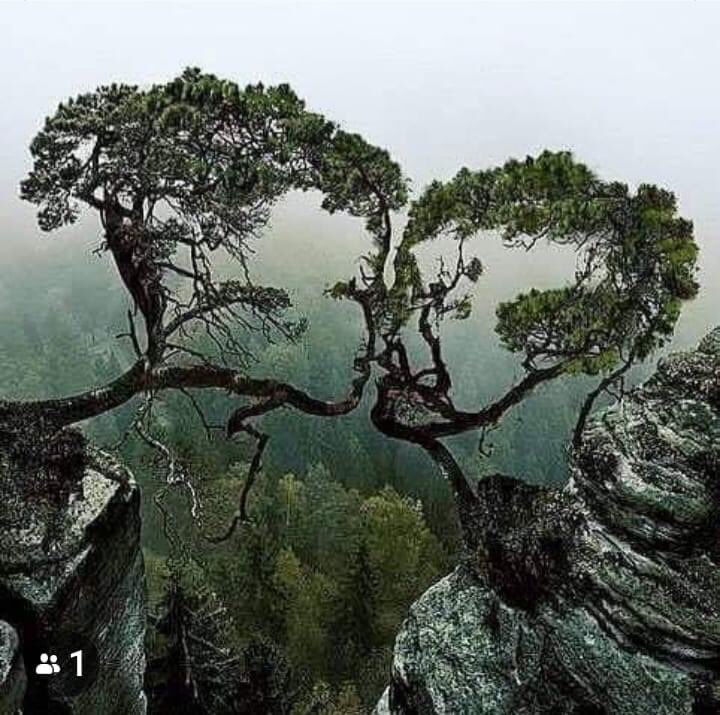 PalmtreesR's tweet image. 