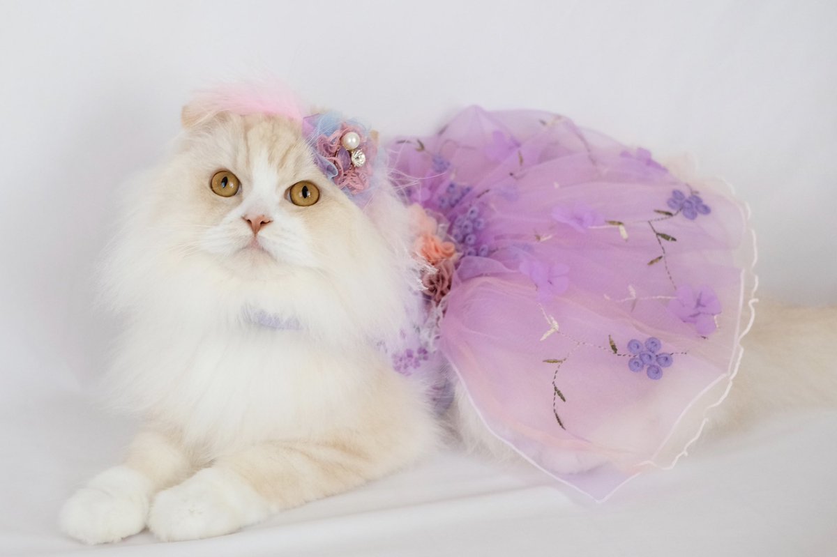 もふもふ金さん ワル顔ココ先輩 Kin The Rapunzel 今夜21時から 日テレで 塔の上のラプンツェル やるから 楽しみにゃ クロワッサン猫部 Croissant Mag 猫モフー Cat 猫 サンデイ もふもふ フェリシモ猫部 ねこのきもち スコティッシュ