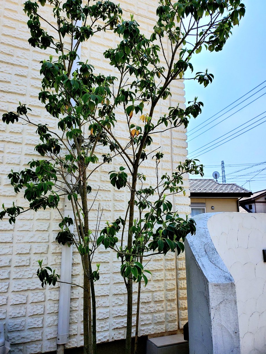 京 على تويتر 我が家のシンボルツリーのアオダモ4年経ってもほとんど姿変わんないんだけどこんなもんなのか