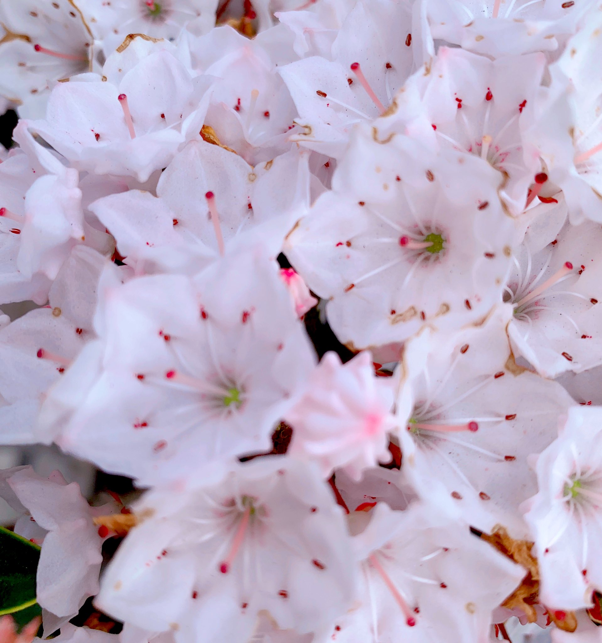 Aimomo みなさま こんにちは カルミアの花 が 咲いていました 花言葉は 大きな希望 です 素敵な午後をお過ごしくださいね カルミア 花言葉 花好き 花の写真 Iphone越しの私の世界 花撮り人 T Co H1g2k7q51l Twitter