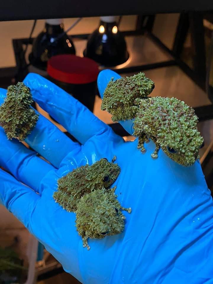 Olha direito seu M A C O Ñ H E i R O