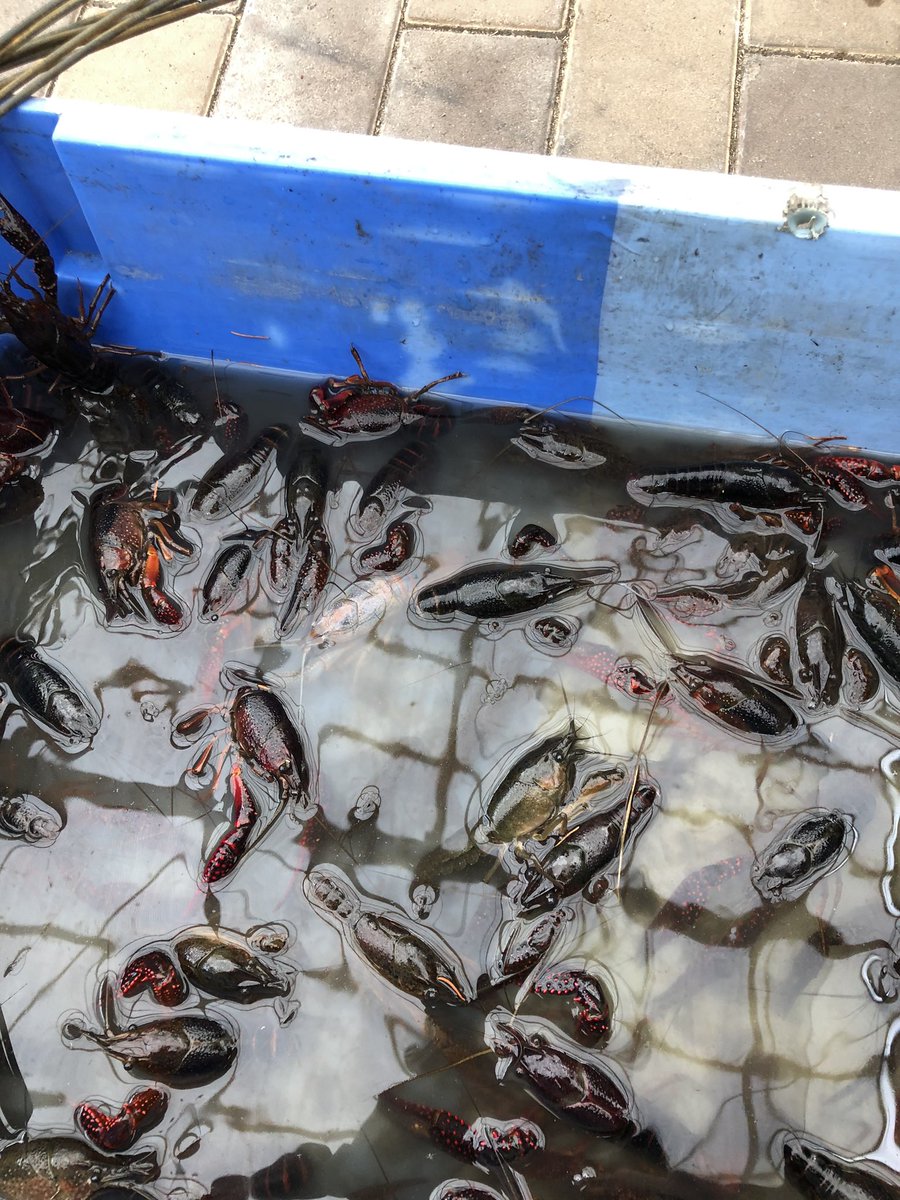 Ryojiro 池の掃除のバイトで生き物任されたんだけど一匹だけ色違いのヘイガニ見つけた