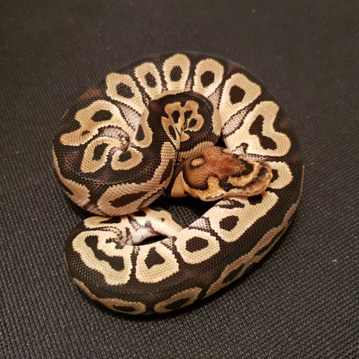 PowysPythons's tweet image. #royalpython #royalpythonmorphs #royalpythonbreeder #royalpythonsuk #royalpythonbreederuk #ballpython #ballpythonmorph #ballpythonbreeder #ballpythonbreeding #ballpythonmorphs #ballpythonbreederuk #pythonregius #welshpool #shrewsbury #oswestry #llanymynech #powys #shropshire