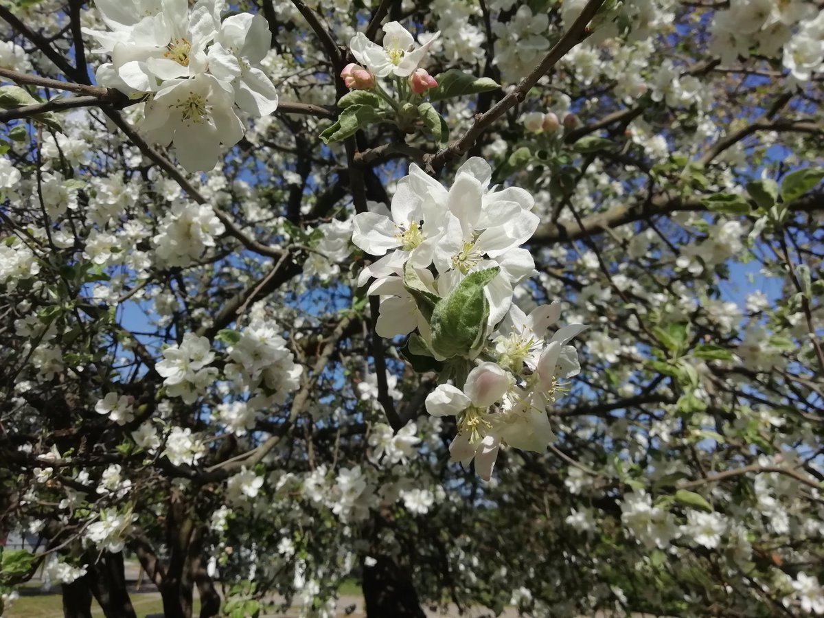 a_warrobots's tweet image. 🌼💮🌼💮🌼