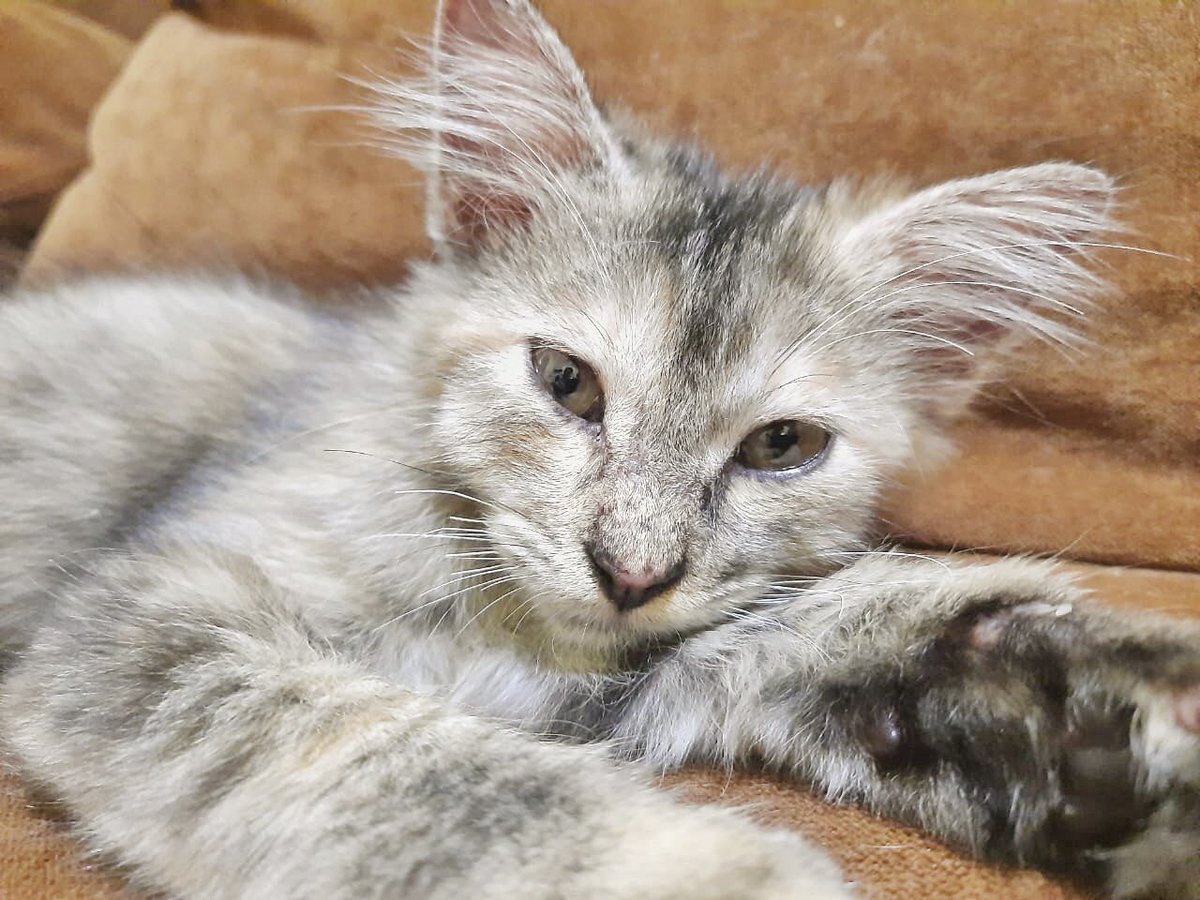 ekowijis's tweet photo. OPEN ADOPT
Nama : Singa
Umur : 5 Bulan
Jenis kelamin : Betina
Ras : Mixdom persia
Status : lajang ( blm bole pacaran )
Mafa : Proplan kitten / Equillibrio Kitten
Mifa : Le Minerale

Buat adopter please, disayang ya, dirawat, dijagain, jgn sampai kesepian 🙏🏻🙏🏻 https://t.co/PNt6xZSWCR