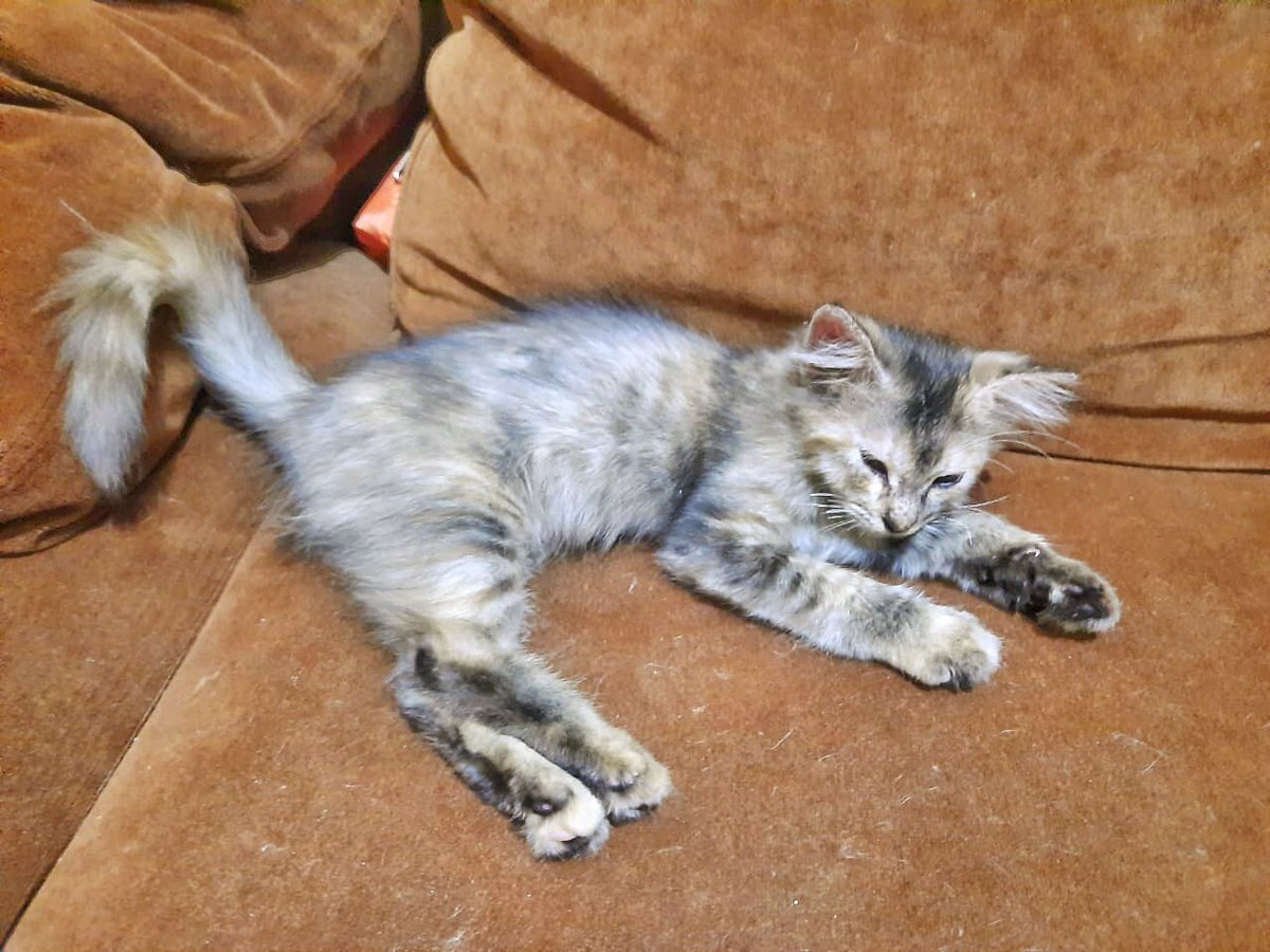 ekowijis's tweet photo. OPEN ADOPT
Nama : Singa
Umur : 5 Bulan
Jenis kelamin : Betina
Ras : Mixdom persia
Status : lajang ( blm bole pacaran )
Mafa : Proplan kitten / Equillibrio Kitten
Mifa : Le Minerale

Buat adopter please, disayang ya, dirawat, dijagain, jgn sampai kesepian 🙏🏻🙏🏻 https://t.co/PNt6xZSWCR
