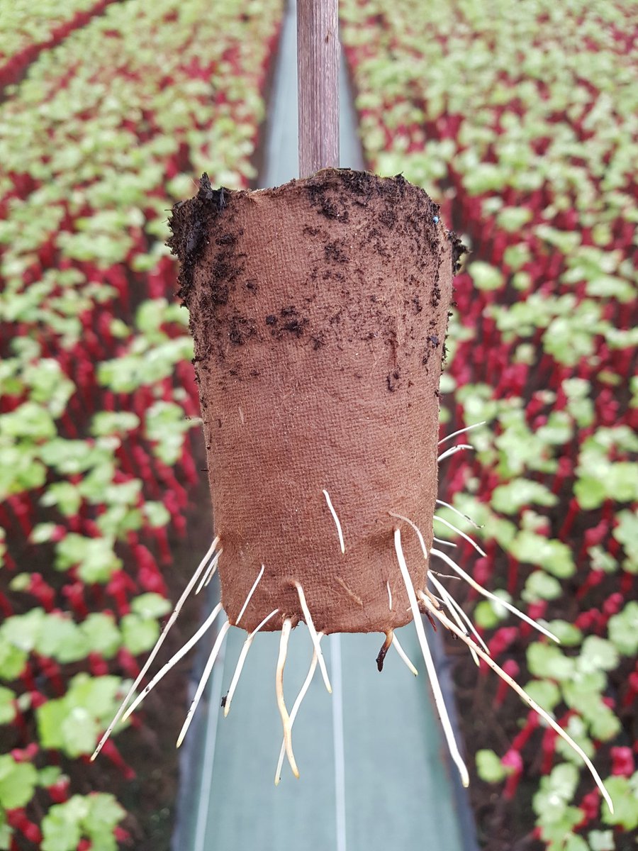 "Tous les vins naissent en pépinière..." 
Plants en pots <a href="/AmblevertViti/">Pépinières D. Amblevert</a> de 2 semaines 1/2.
<a href="/D_Amblevert/">David Amblevert</a> <a href="/vignevinfrance/">IFV</a> <a href="/vitipeps/">VITIPEP'S</a> <a href="/chambagri33/">Chambre Agriculture 33</a> <a href="/PlanDepVignoble/">Plan Dépérissement</a> <a href="/VinsdeBordeaux/">Les Vins de Bordeaux 🍇</a> <a href="/PlaneteBordeaux/">Planete Bordeaux</a>