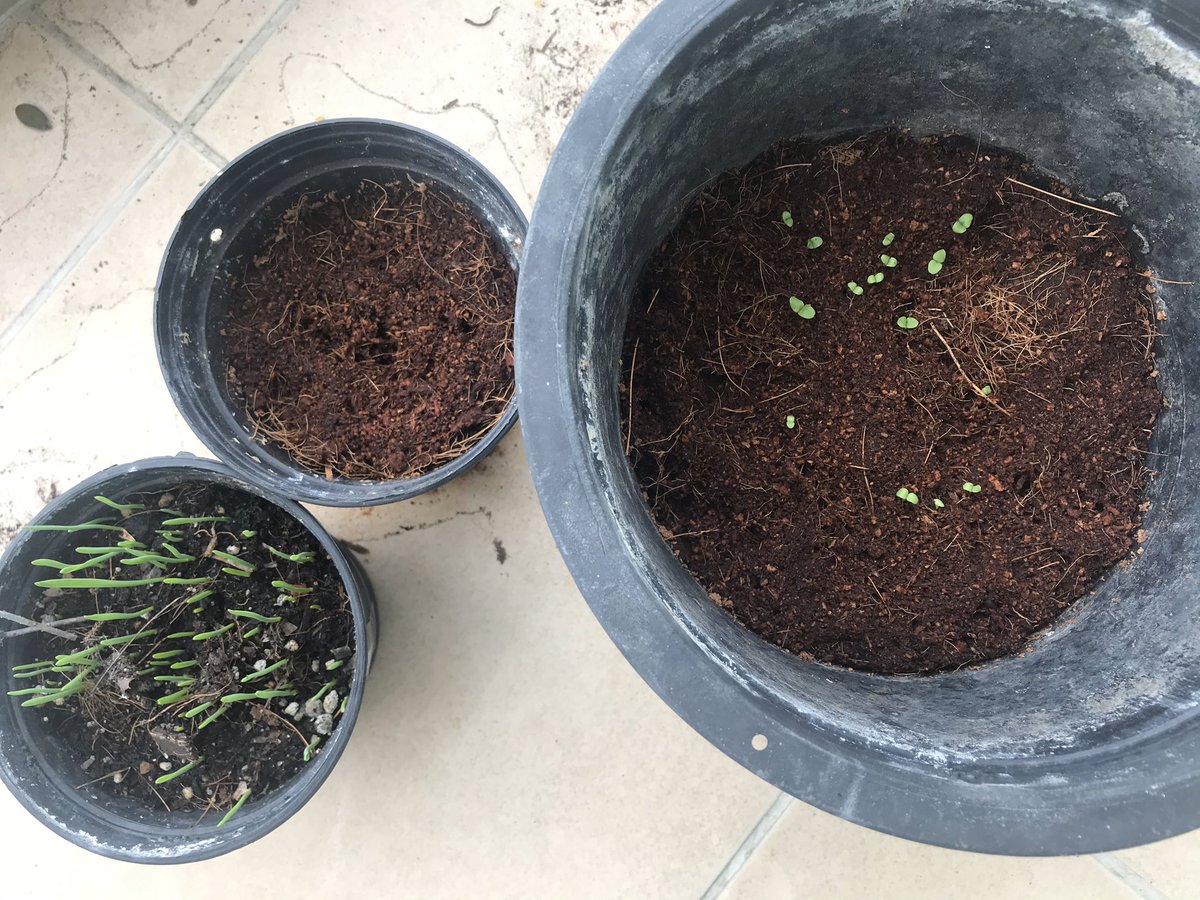 CsMyis's tweet photo. This morning on Zoom Ss were very excited to see that the plants we planted for our science experiment have started to sprout! @MYISMagic #myis1920 #ibpyp #distancelearning #sharingtheplanet https://t.co/ZTIcy596rc