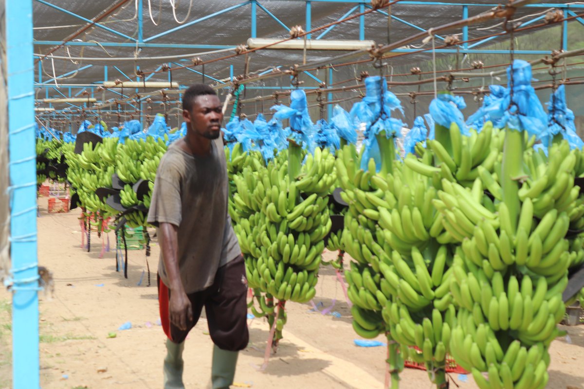 obeng_A_Isaac's tweet photo. Ghana produces 0.1 percent of the world's banana and it is 58th highest producer in the world. This position of Ghana is possible because of #GoldenExoticsLimited and #VoltaRiverEstateLimited. D4A Banana project say ayekoo. Happy May day @NdutaMarion @FairtradeAfrica @EAkapire https://t.co/4L76LLdYM1