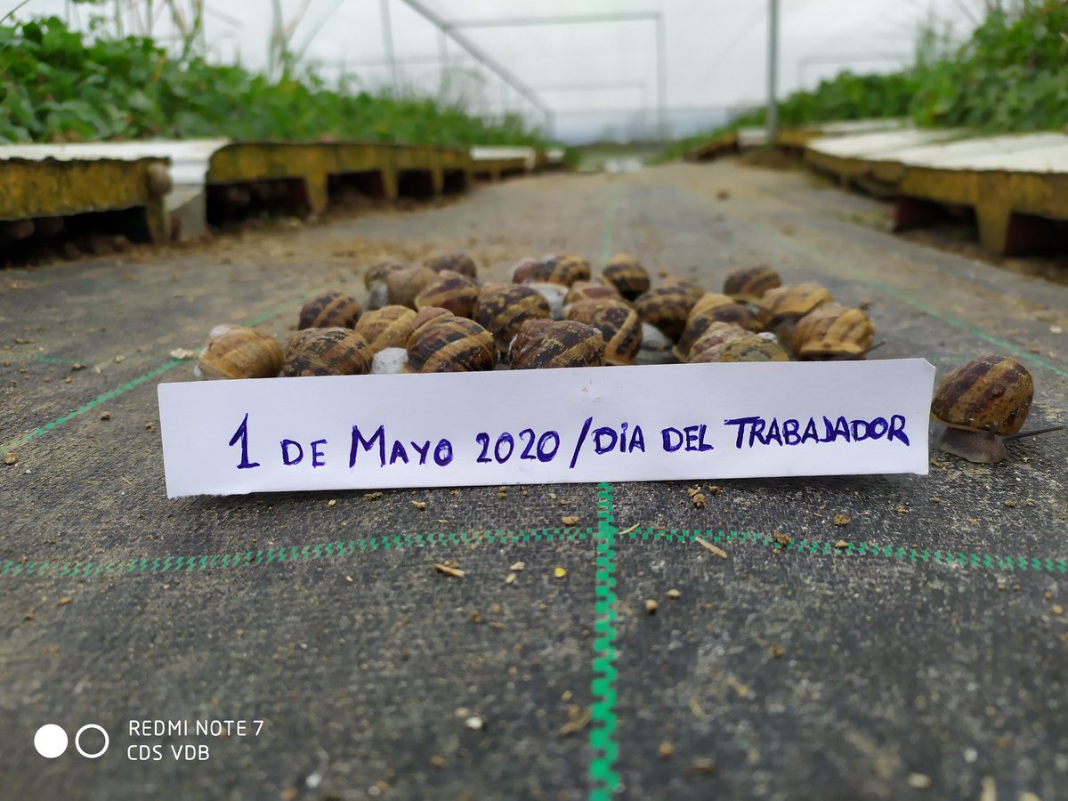 En la granja de Caracoles de Sayago da comienzo la manifestación del 1 de Mayo, Día del Trabajador

#caracolesdesayago, #caracolesecologicos, #villardelbuey, #sayago, #diadeltrabajador, #primerodemayo, #1demayo