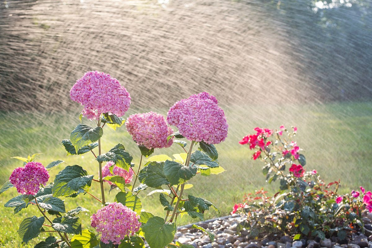 Unser #Gartenbau Team aus #Geilenkirchen ist das ganze Jahr über für Sie bereit auch für bewässerungssysteme sind wir der richtige ansprech partner.....
Der nächste heiße Sommer kommt bald!
https:galabau-resenberger.de

Afbeelding van Jill Wellington via Pixabay