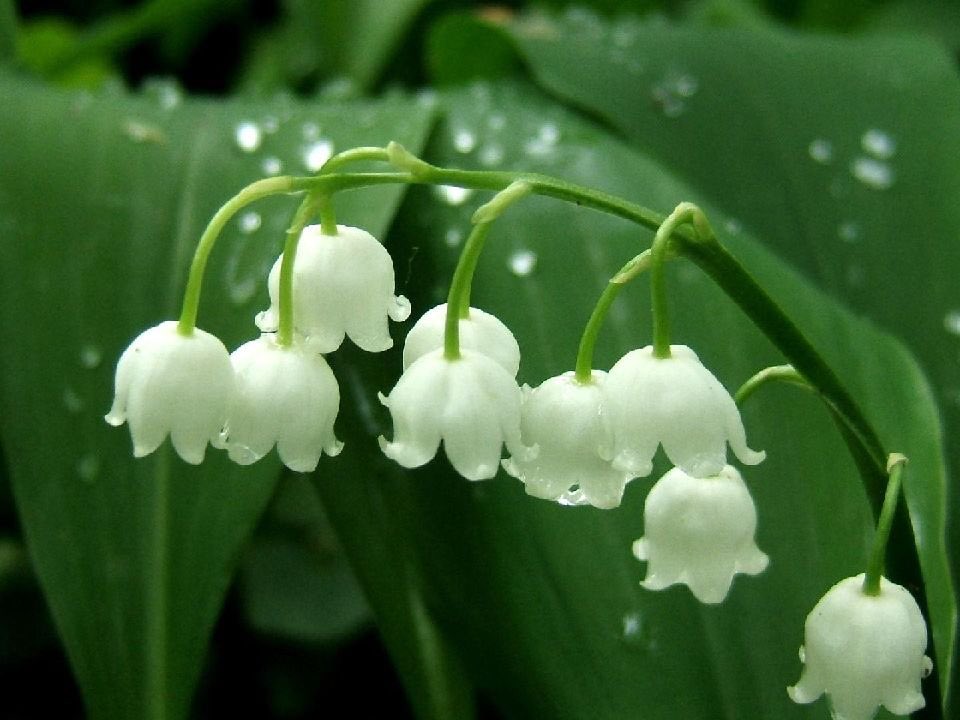 Bonne journée #1erMai #muguet #portebonheur