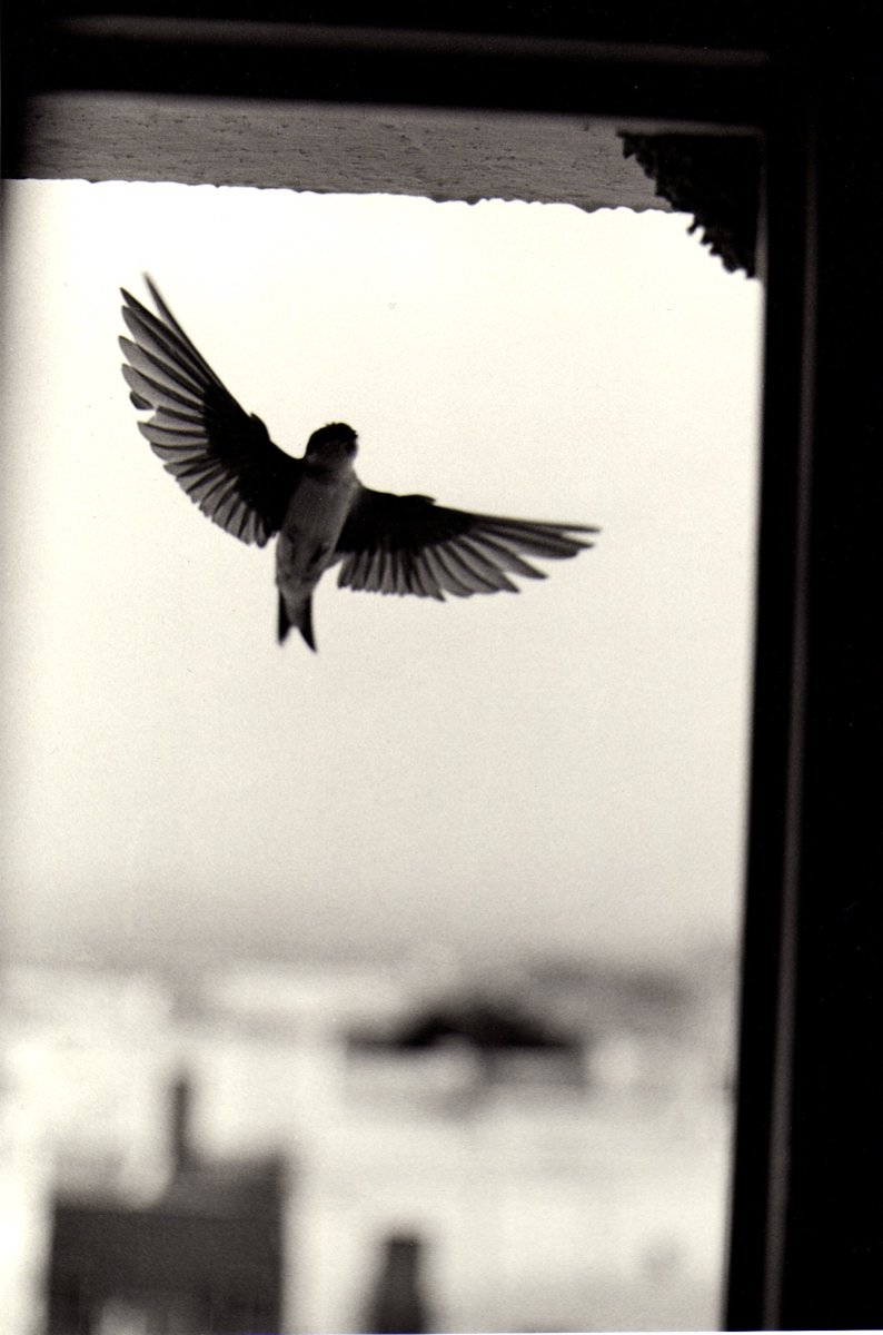 ANDALOUISE, Bernard Plossu 
Donada para ser subastada por Railowsky, cuya recaudación ayudará al sector sanitario por la COVID-19 y  las actividades artístico-culturales de La Librería
La puja está actualmente en 650 €
¡Os animamos a pujar por esta obra!.