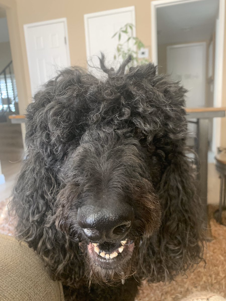 phillippegalitz's tweet photo. @WallyWingert My poor Bootsy is starting to look like a muppet!  Here are before and after quarantine pics https://t.co/fkjGEvj6Qb
