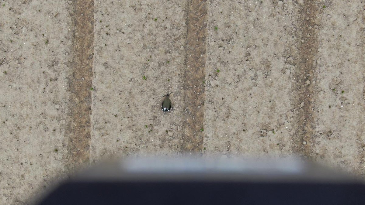Deze week is onze #weidevogel #drone voor het eerst ingezet om nesten te lokaliseren. De drone wordt de komende tijd ingezet om nesten te detecteren op percelen die binnenkort worden gemaaid. De GPS locatie is met de boer te delen.