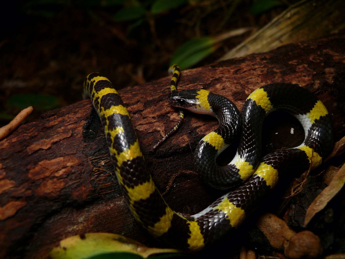 雨傘屋 18 ラオスオオカミヘビlycodon Laoensis The リコドン Of 可憐 兎に角かわゆい 綺麗 繊細 硝子細工みたい オオカミヘビはアマガサヘビに擬態している種が多く 黄色のアマガサと言えばマルオアマガサだが これで 真似でーす が通用すると