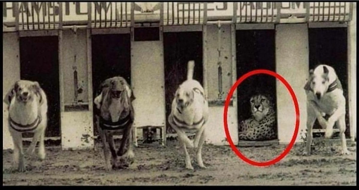 Di sebuah prtandingan yg ingin mmbandingkan kecepatan Cheetah dan Anjing, saat pistol berbunyi sbg 'bel' tanda berlari, sang Cheetah malah duduk dan tak peduli.

Ini mgkn sesuai dgn ucapan Umar bin Khatab, "kadang mencoba membuktikan bahwa kamu yg terbaik adalah sbuah penghinaan"