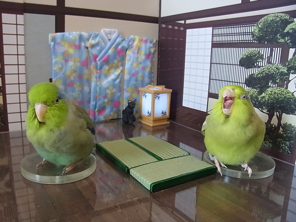 ট ইট র Ail東京迷子マメルリハインコ黄緑 もふ部 ツノ持つ鳥の本性 マメルリハ インコ 畳の日 あくび 舌出てる マメルリハ可愛いぞ委員会 マメルリハのファンを増やそう委員会