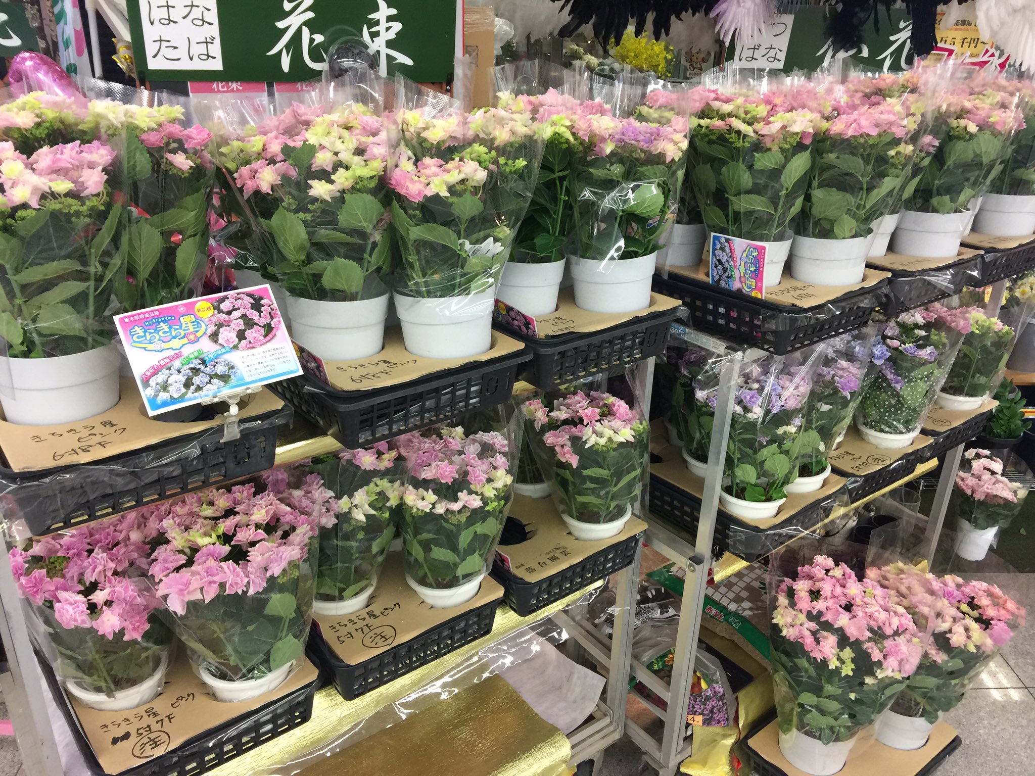 フラワーショップレン 公式 母の日紫陽花希少種きらきら星大量入荷 只今は３分の１程度でさらに入荷します 全国でお探しの方 厳選してお届けいたしますのでご希望の方はdmお待ちしております ジャパンフラワーセレクション受賞 きらきら星紫陽花5