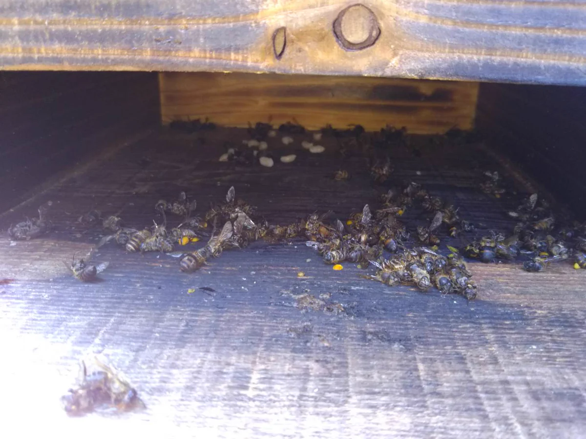 不法侵入して殺虫剤をまき散らす？養蜂家ミツバチたちの大量死骸…